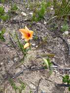 Image of Gladiolus miniatus Eckl.