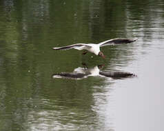 Image of Black-headed Gull