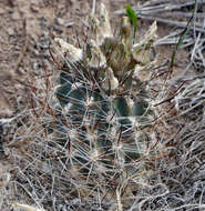 Image of Colorado hookless cactus