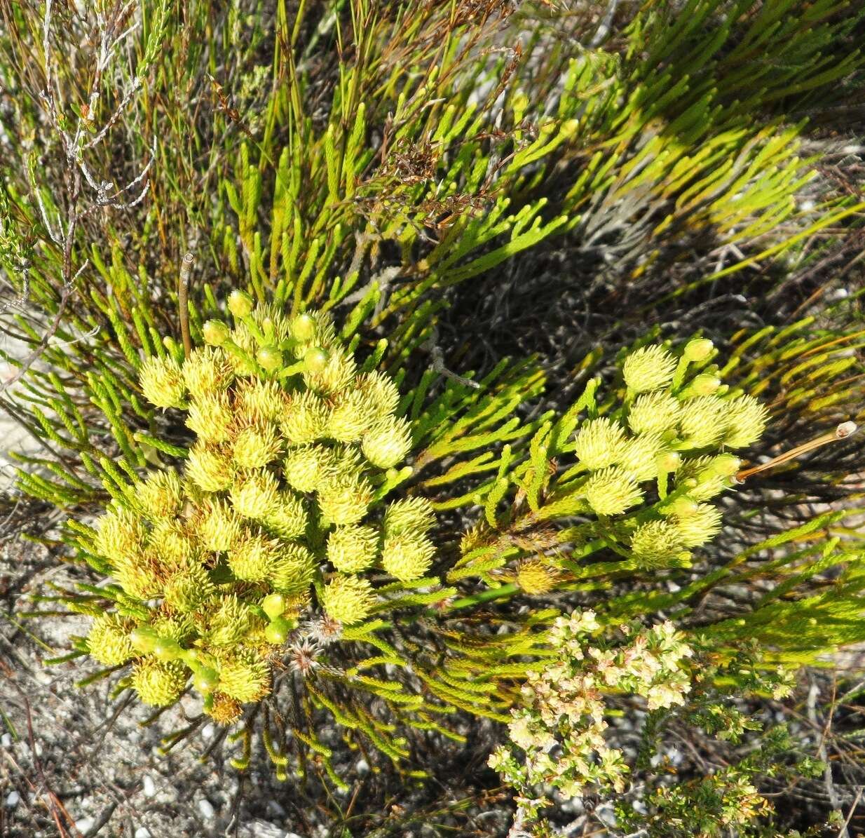 Image of Brunia paleacea Berg.