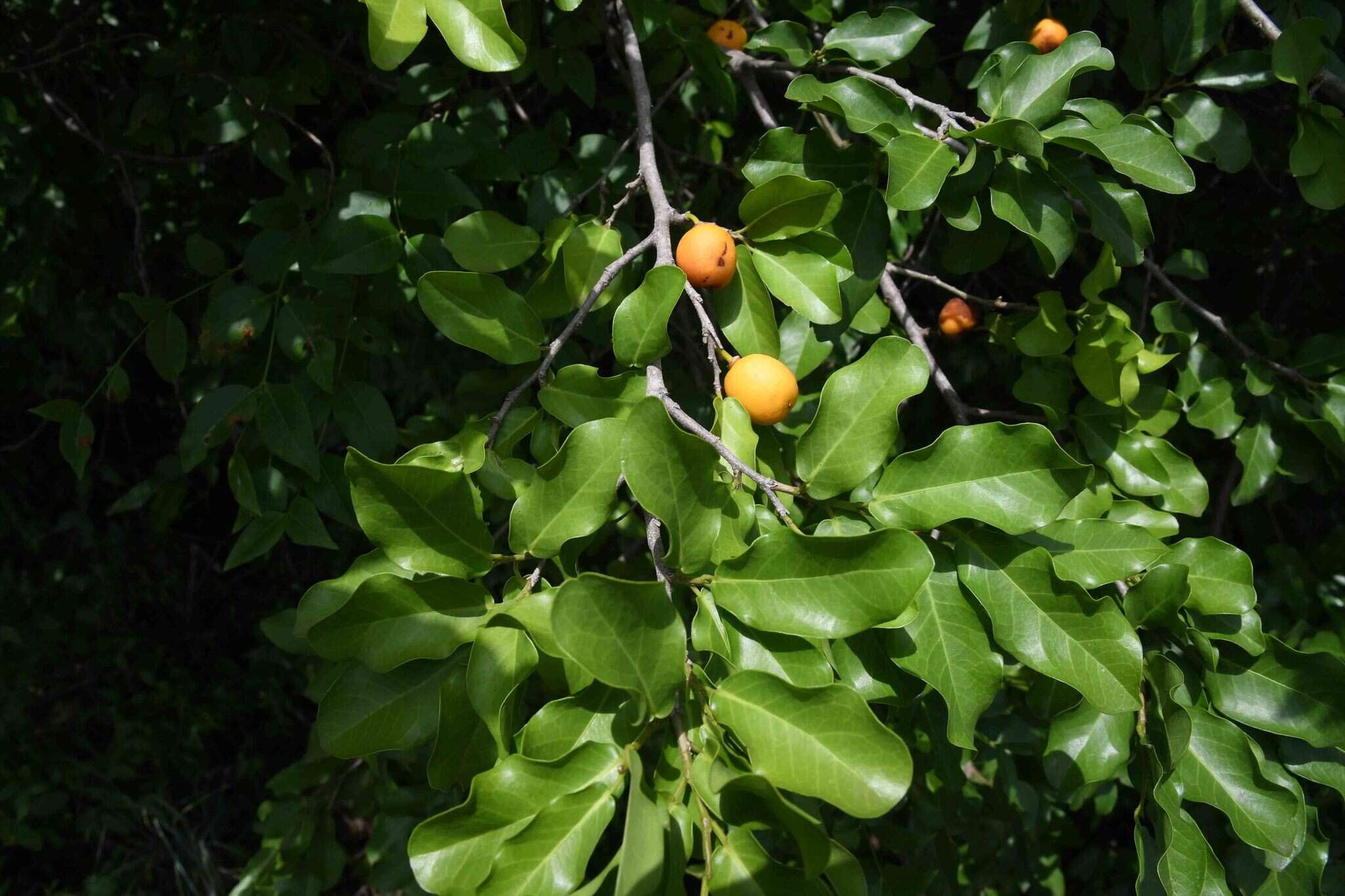 Imagem de Drypetes mossambicensis Hutch.