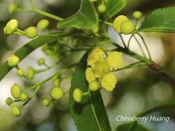 Image of Euonymus carnosus Hemsl.