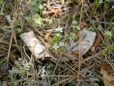 صورة Sedum pusillum Michx.