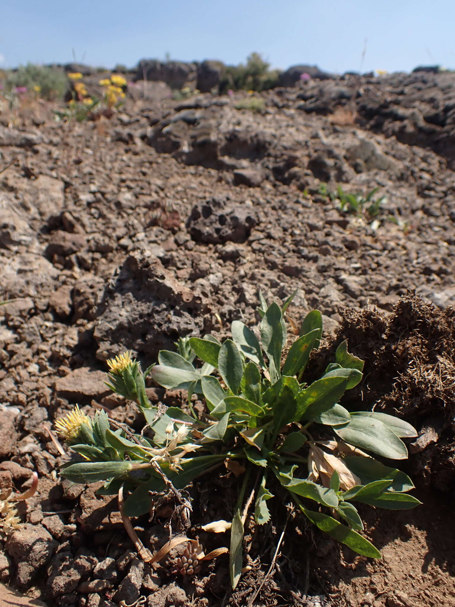 Imagem de Pyrrocoma carthamoides var. cusickii (A. Gray) J. T. Kartesz & K. N. Gandhi