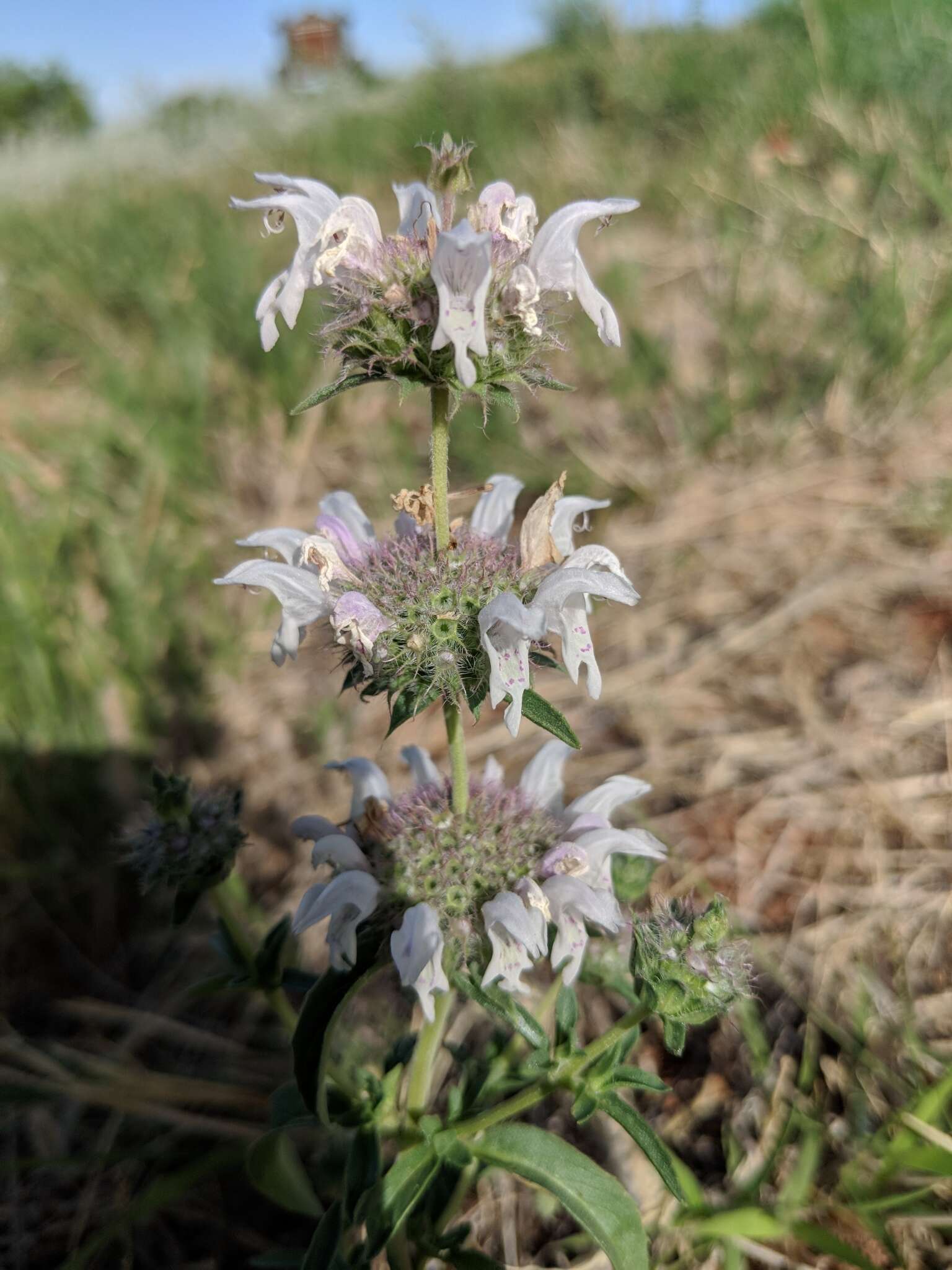 Image of pony beebalm