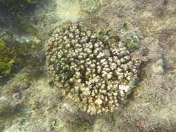 Image of Pocillopora aliciae Schmidt-Roach, Miller & Andreakis 2013