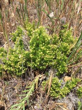 Image of serpentine bedstraw