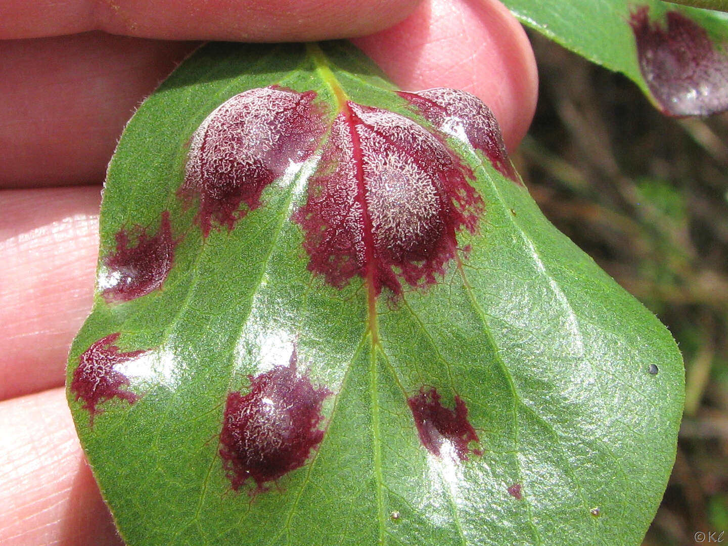 Exobasidium arctostaphyli Harkn. 1884 resmi