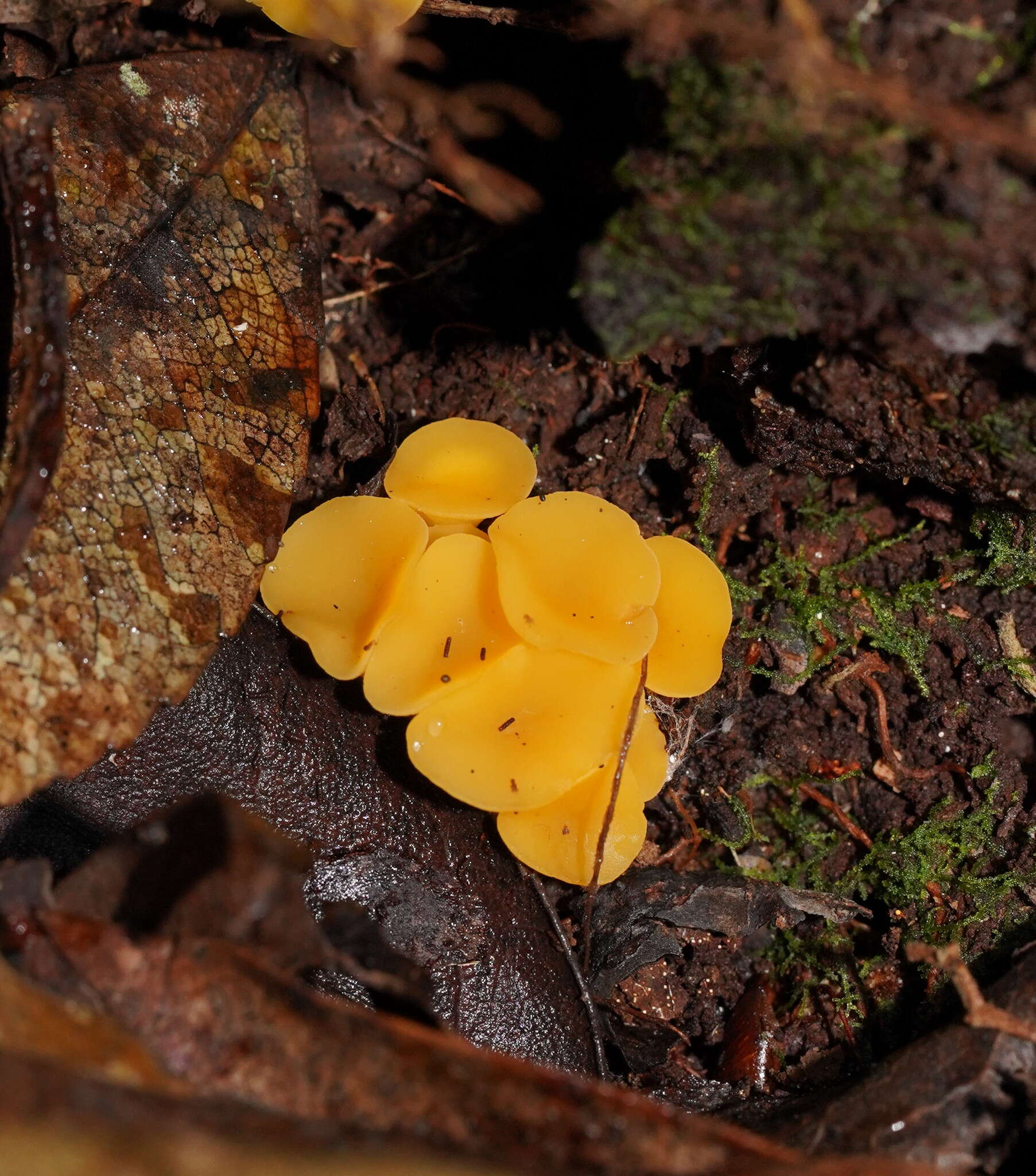 Image of Phaeohelotium