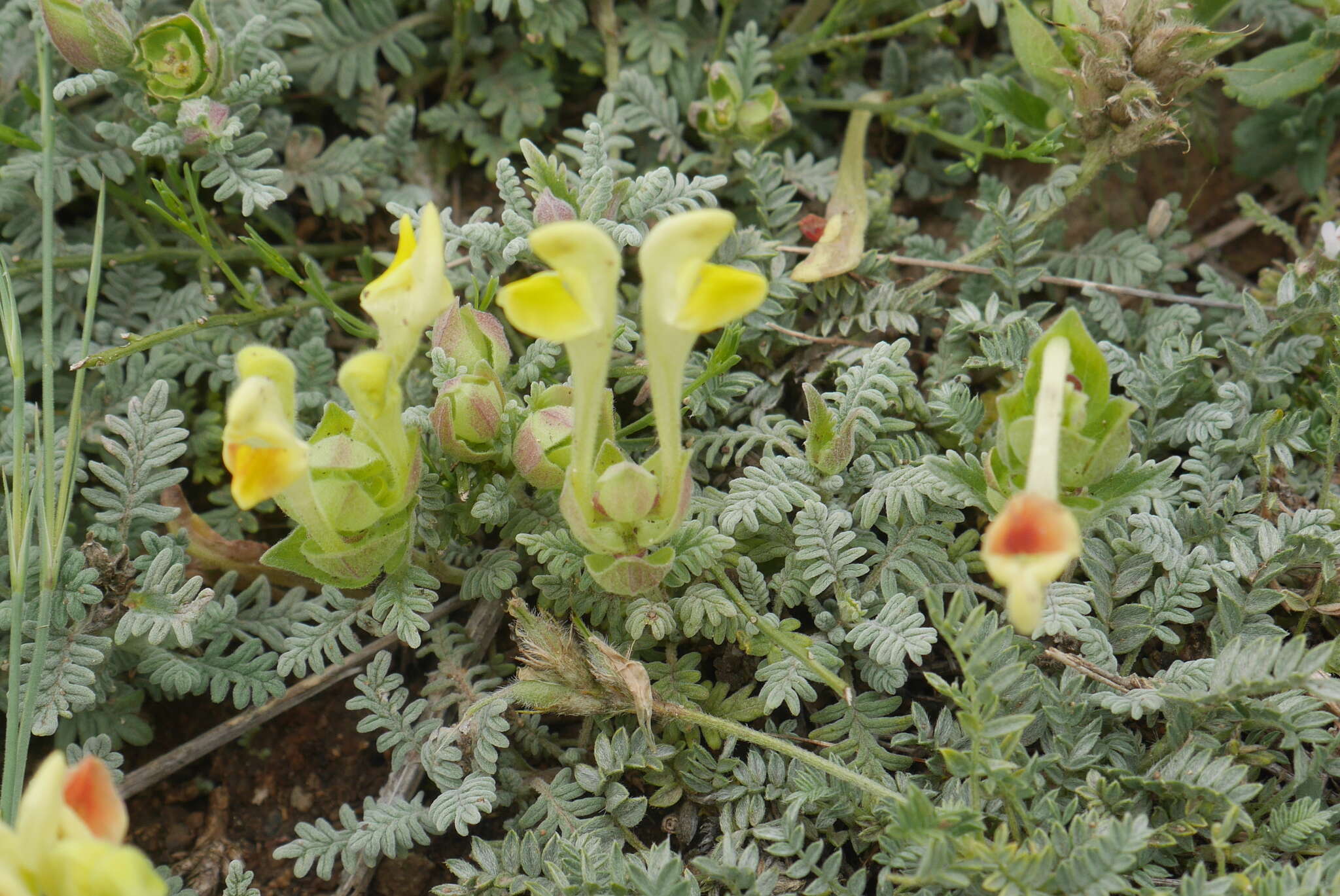 Image of Scutellaria orientalis L.