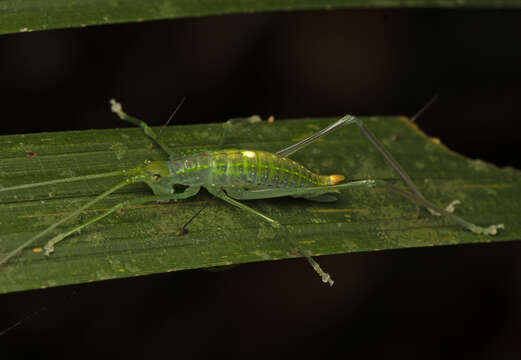 Image de Chloracantha lampra Hebard 1922