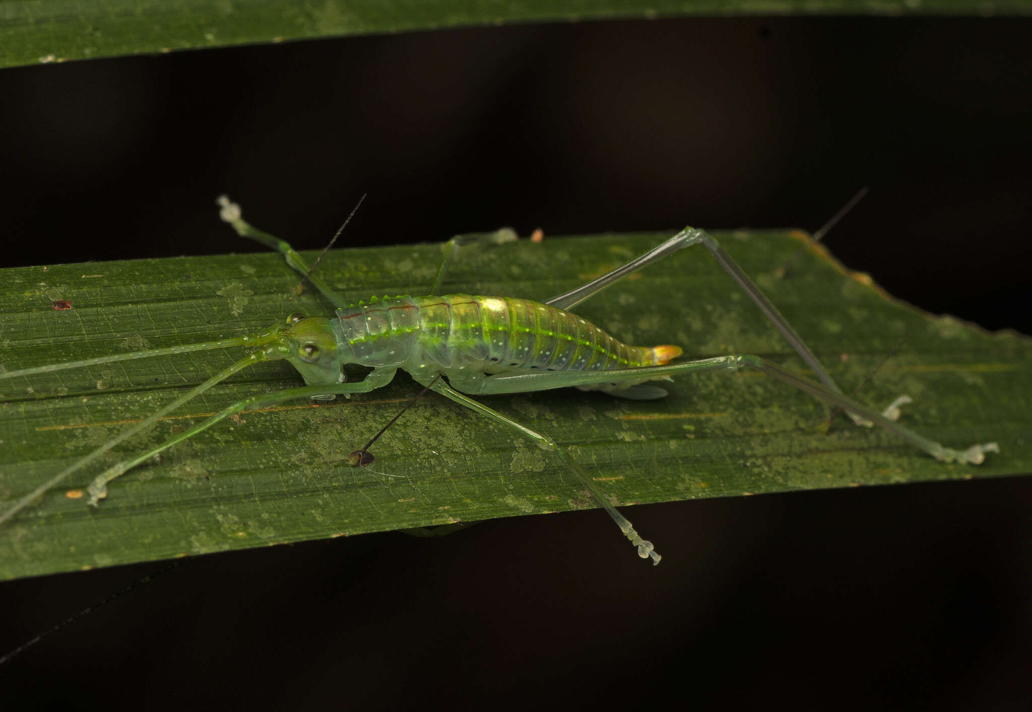 Image of Chloracantha lampra Hebard 1922