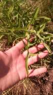 Image of Louisiana Lettuce