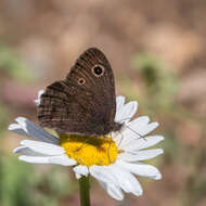 Image of Small Wood Nymph