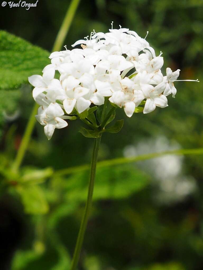 Image of Asperula libanotica Boiss.