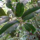 Image of Calophyllum tacamahaca Willd.