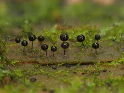 Image of Enerthenema papillatum