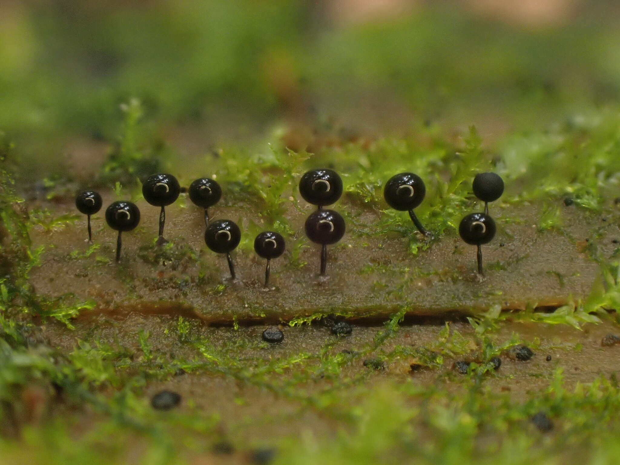 Image of Enerthenema papillatum