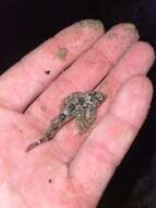 Image of Lesser sculpin