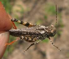 Image of Mottled Sand Grasshopper