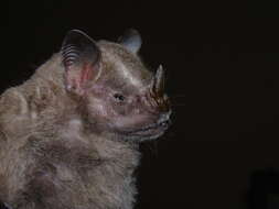 Image of Flat-faced Fruit-eating Bat