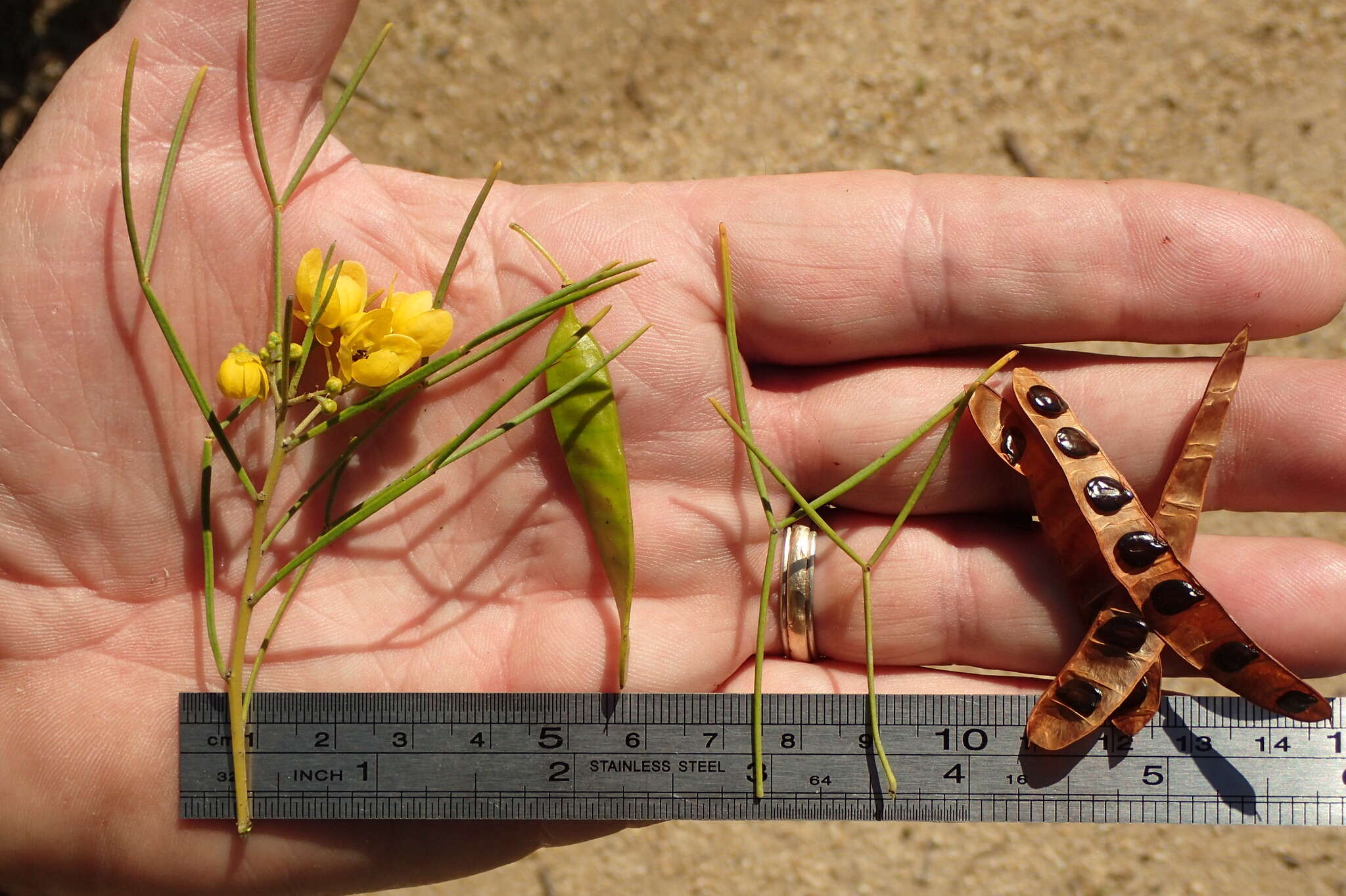 Image of Burnt-leaved Acacia