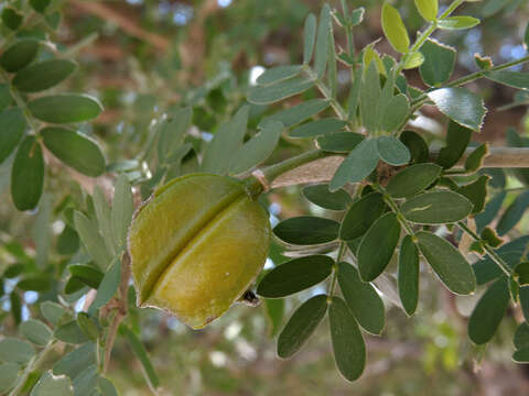 Sivun Guaiacum coulteri A. Gray kuva