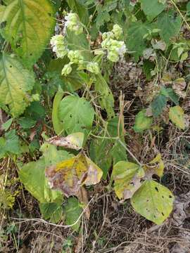 Imagem de Clerodendrum infortunatum L.