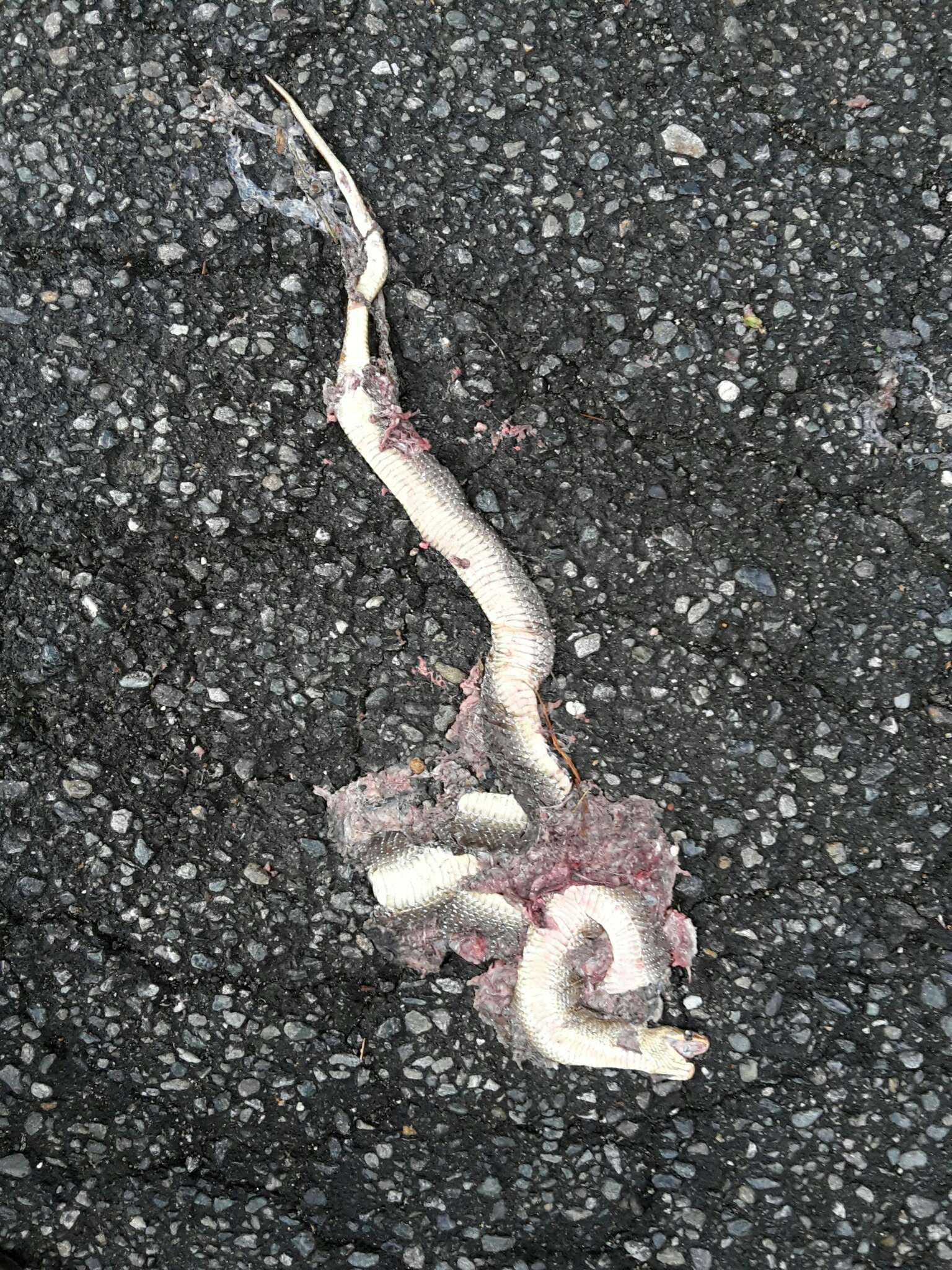 Image of Dahls Wipe Snake