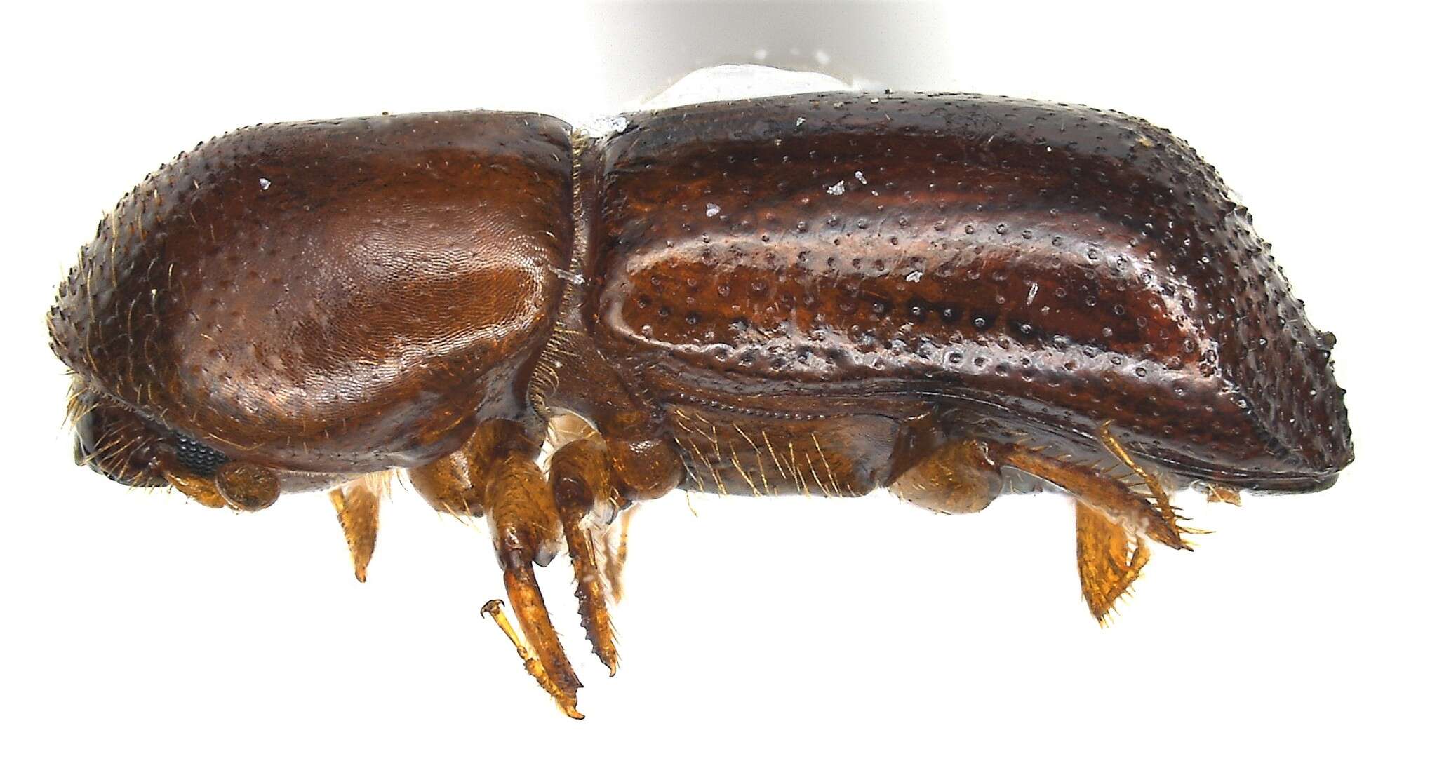 Image of Redbay Ambrosia Beetle