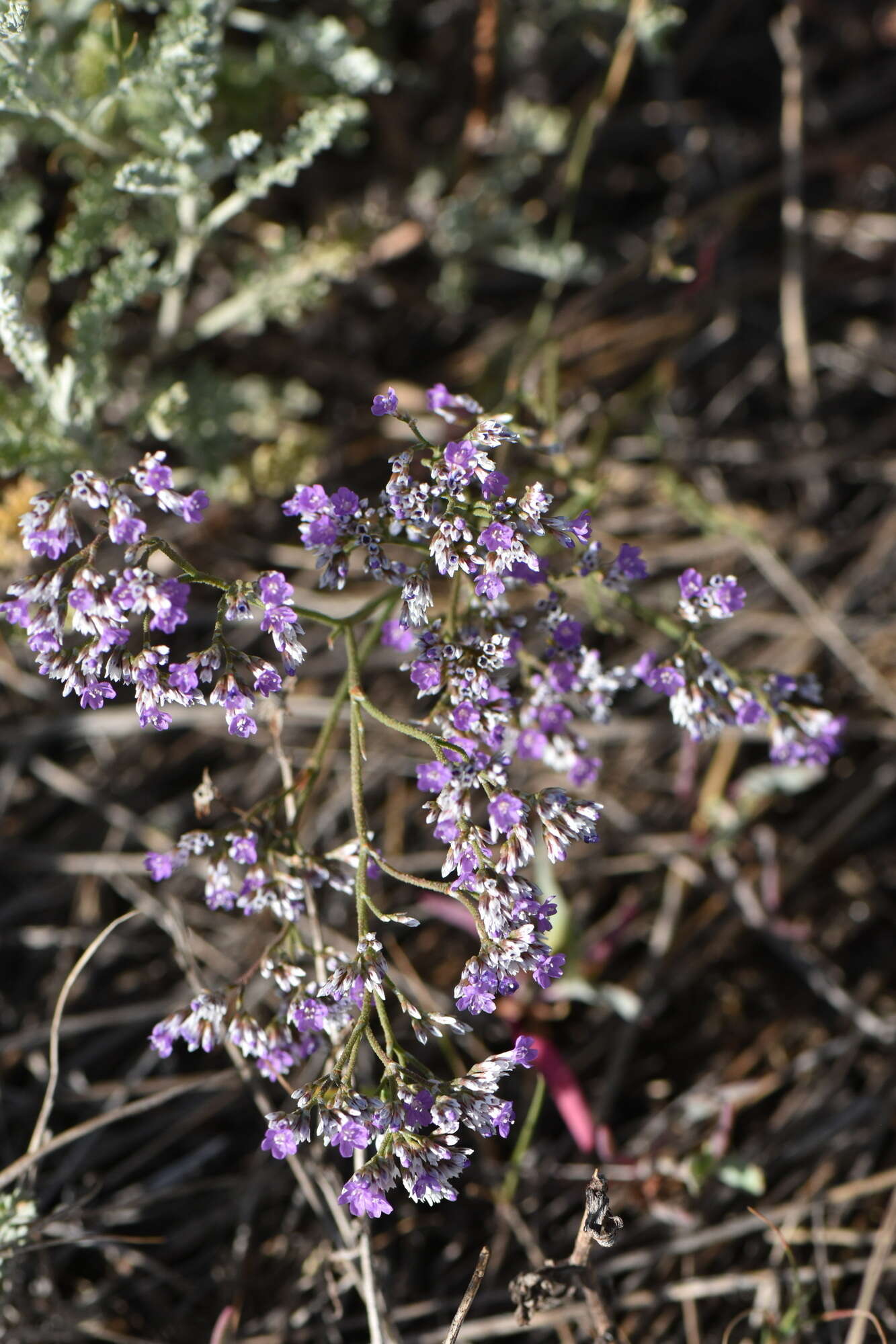 Image de Limonium sareptanum (A. Becker) Gams