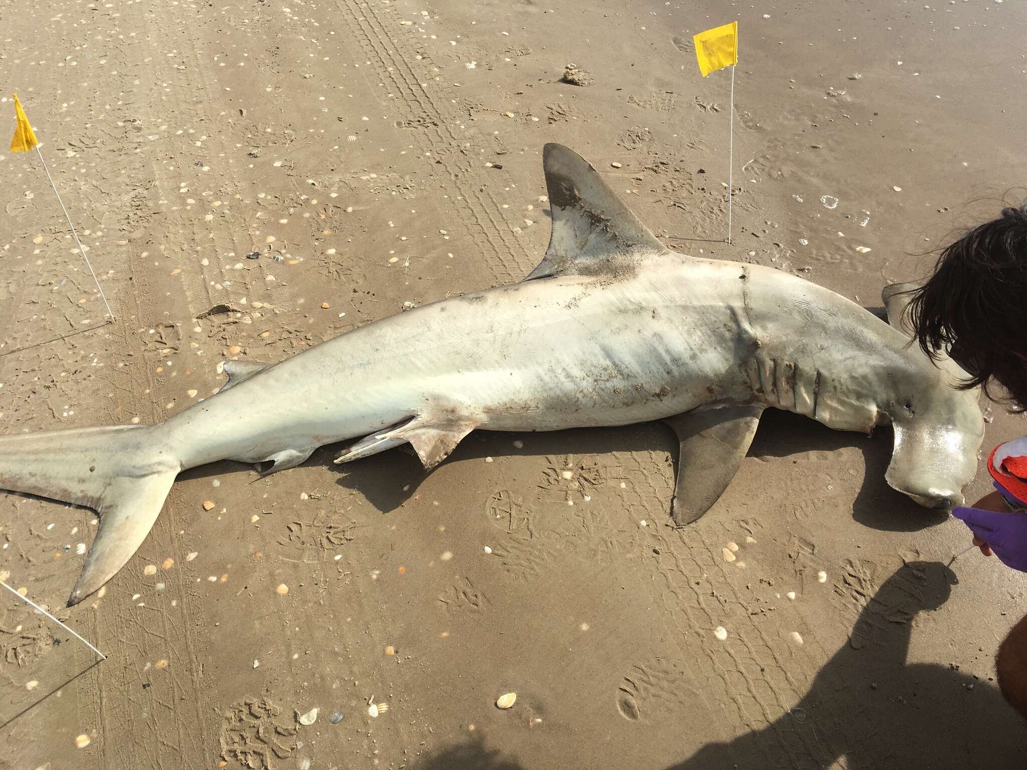 Image of hammerhead sharks