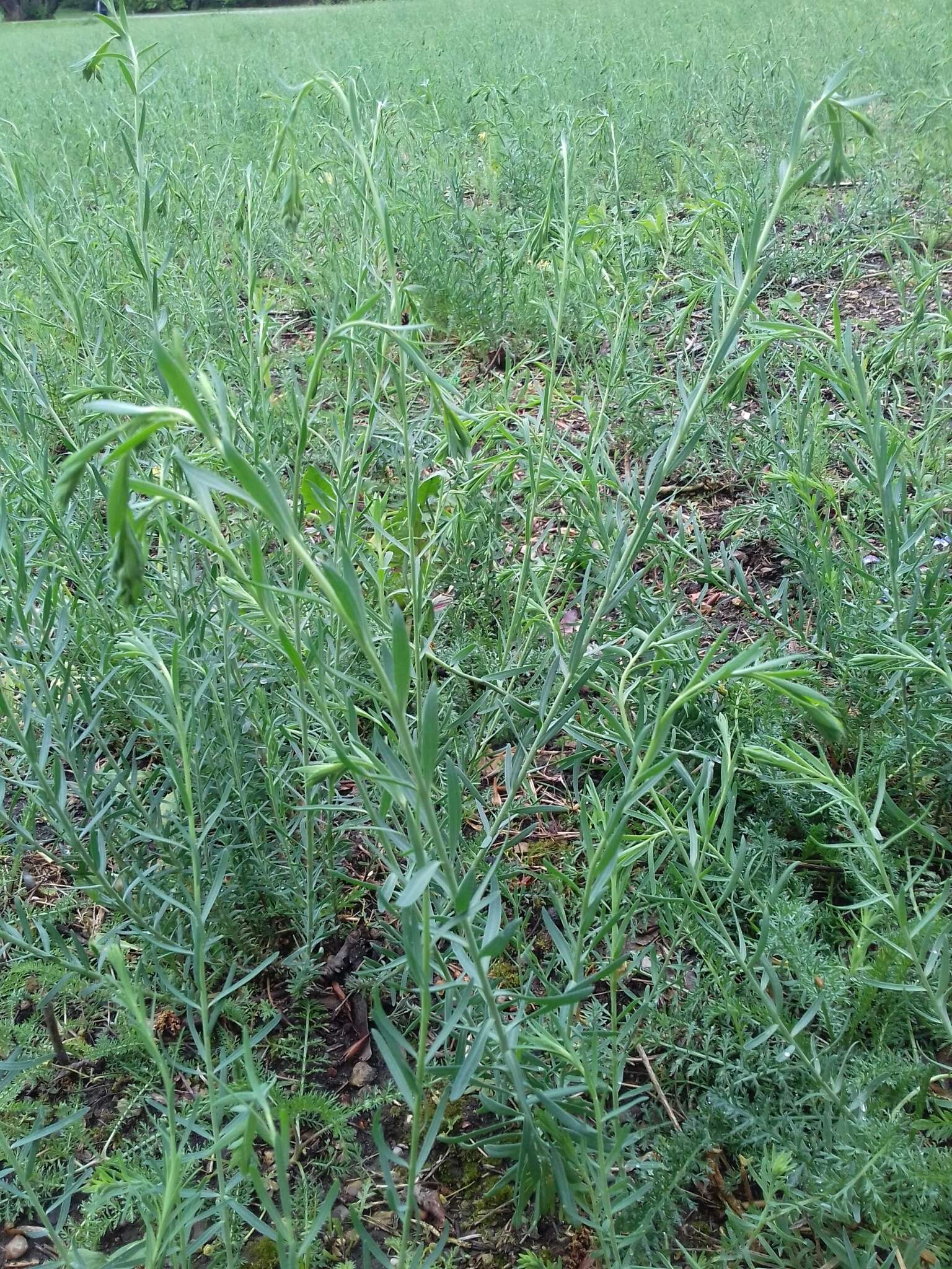 Image of common flax