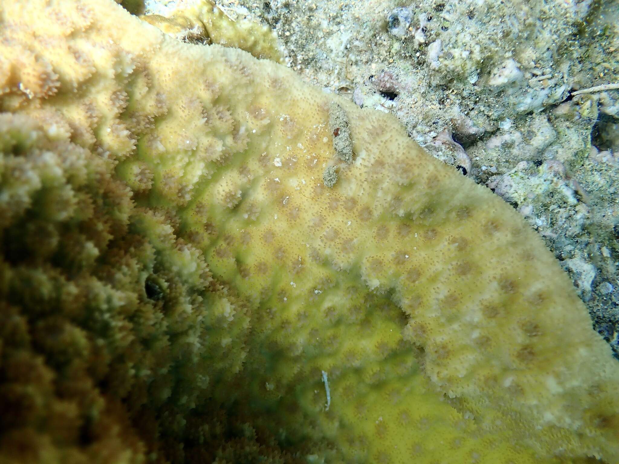 Image of Hedgehog Coral