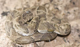 Image of Bothrops diporus Cope 1862