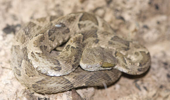 Image of Bothrops diporus Cope 1862