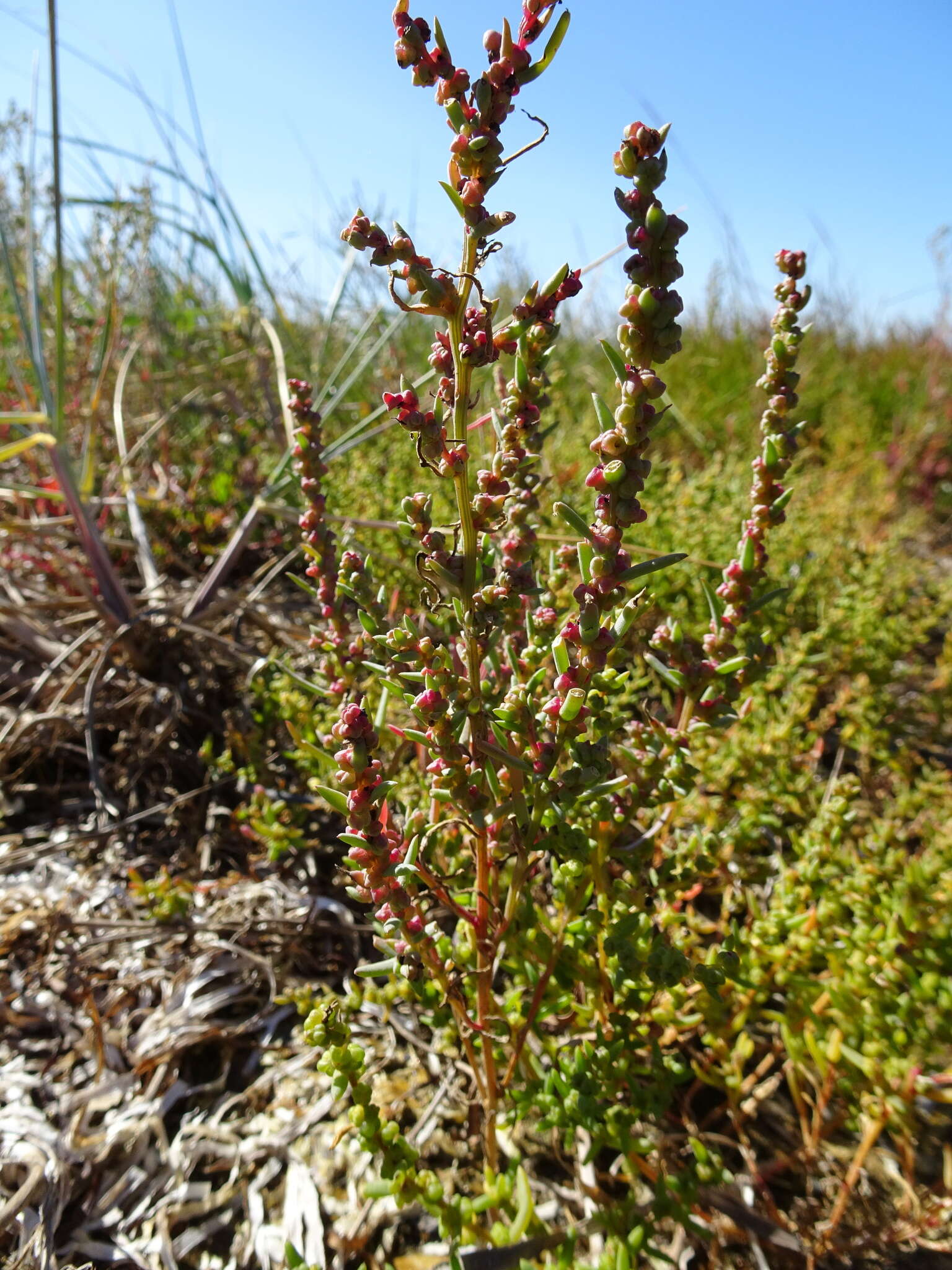 Image de Suaeda calceoliformis (Hooker) Moquin-Tandon