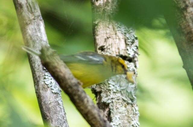 Image of Blue-winged Warbler