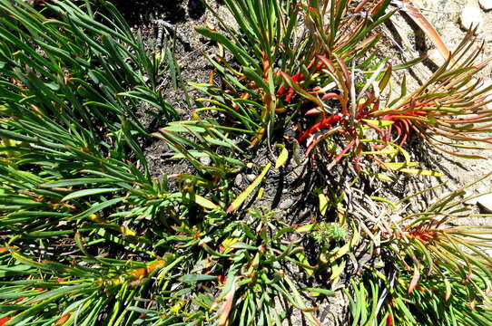 Image of Protea montana E. Mey. ex Meissn.