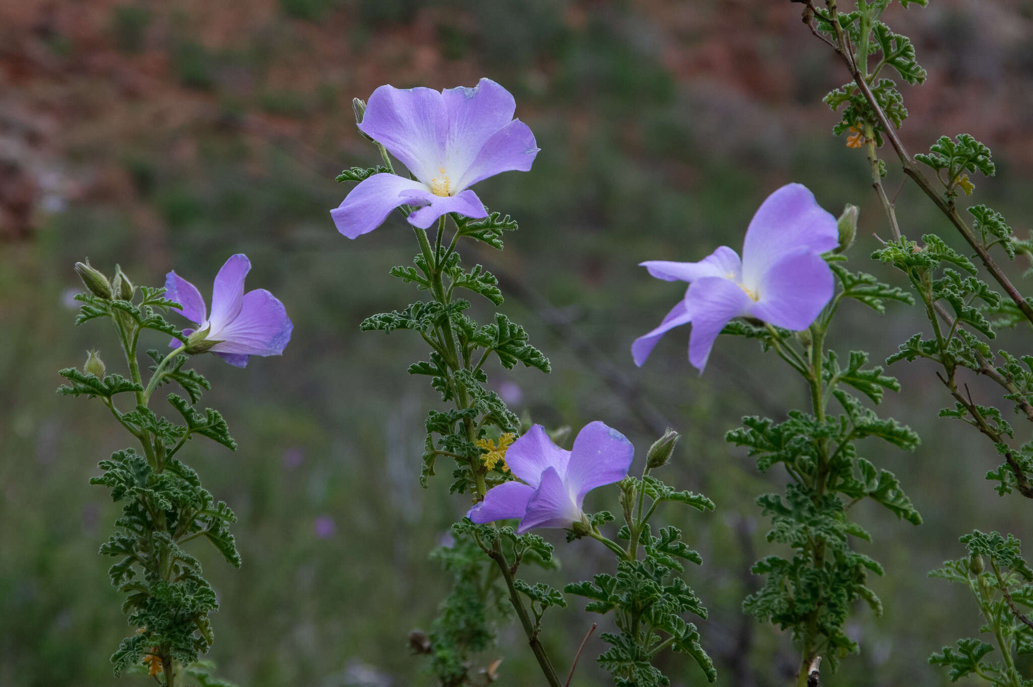 Image of Hibiscus huegelii Endl.