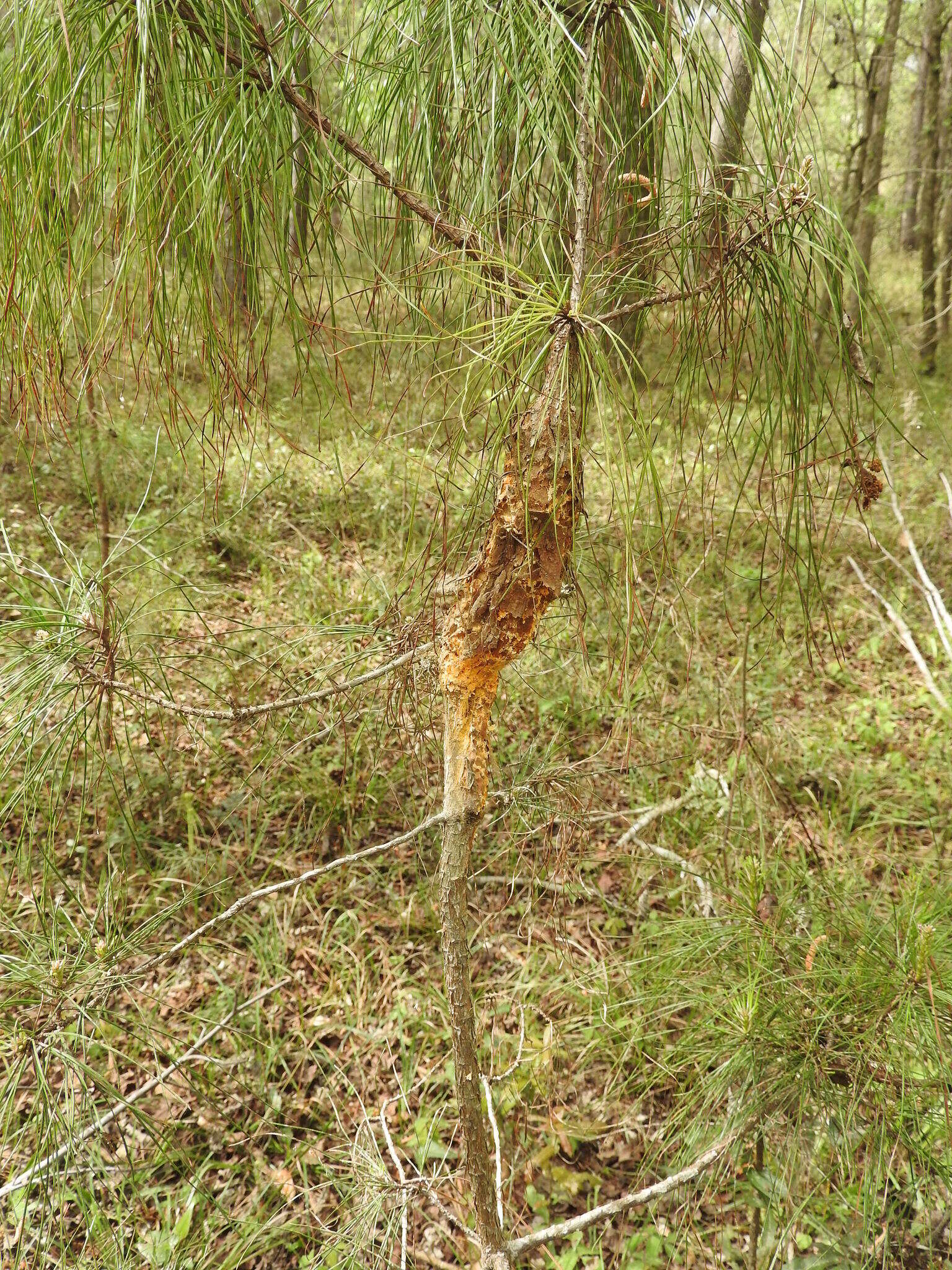 Sivun Cronartium quercuum (Berk.) Miyabe ex Shirai 1899 kuva