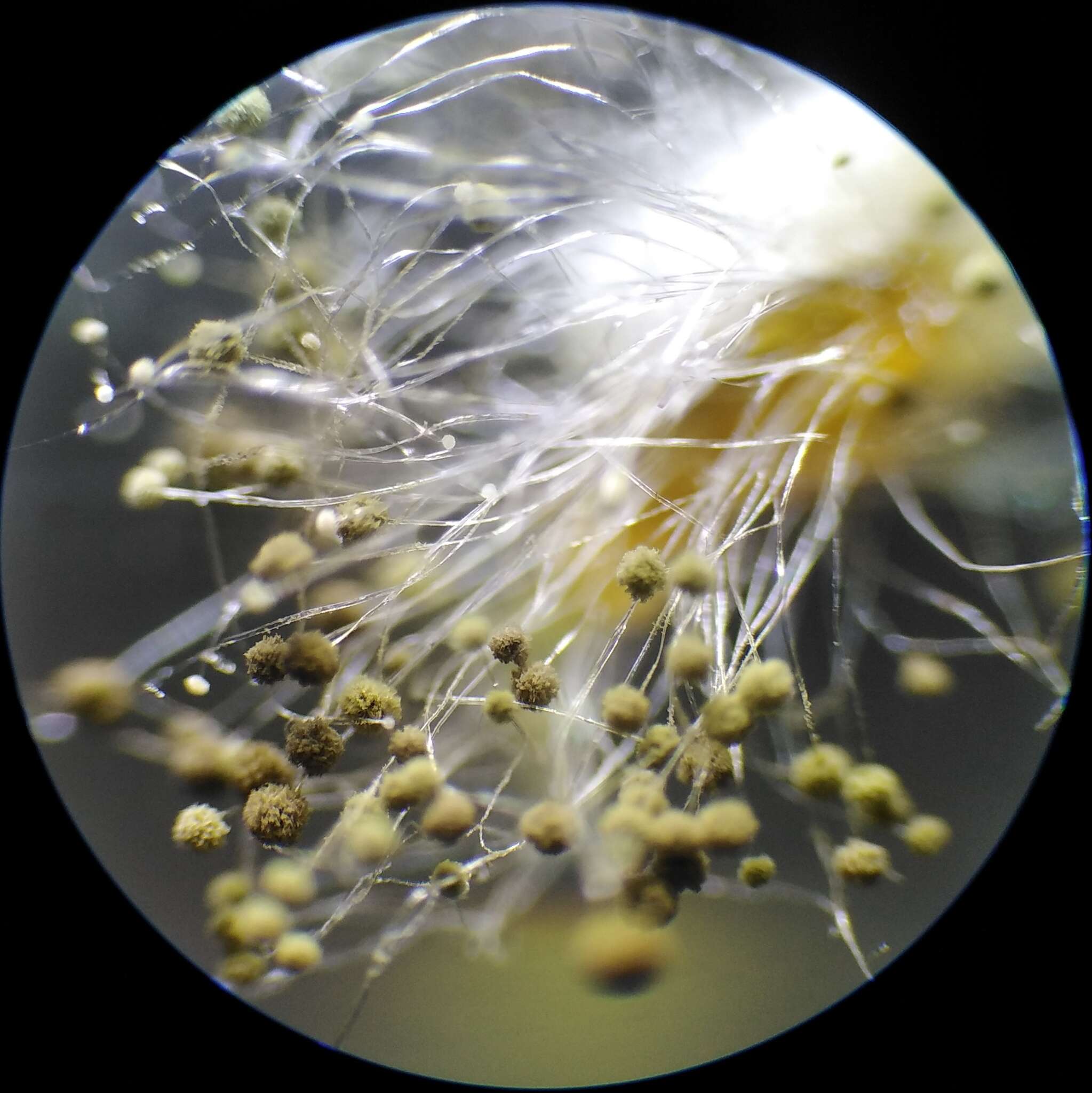 Image of Aspergillus niger Tiegh. 1867