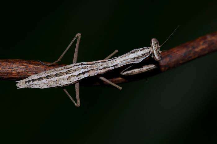 Слика од Callimantis antillarum Saussure 1859