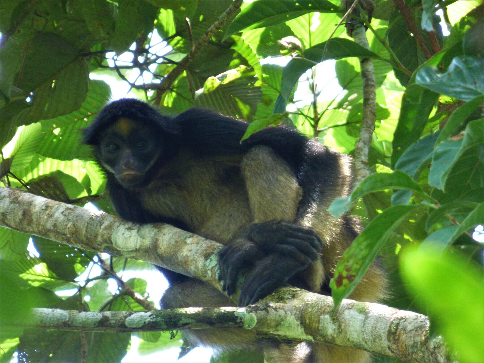 Image of Long-haired Spider Monkey