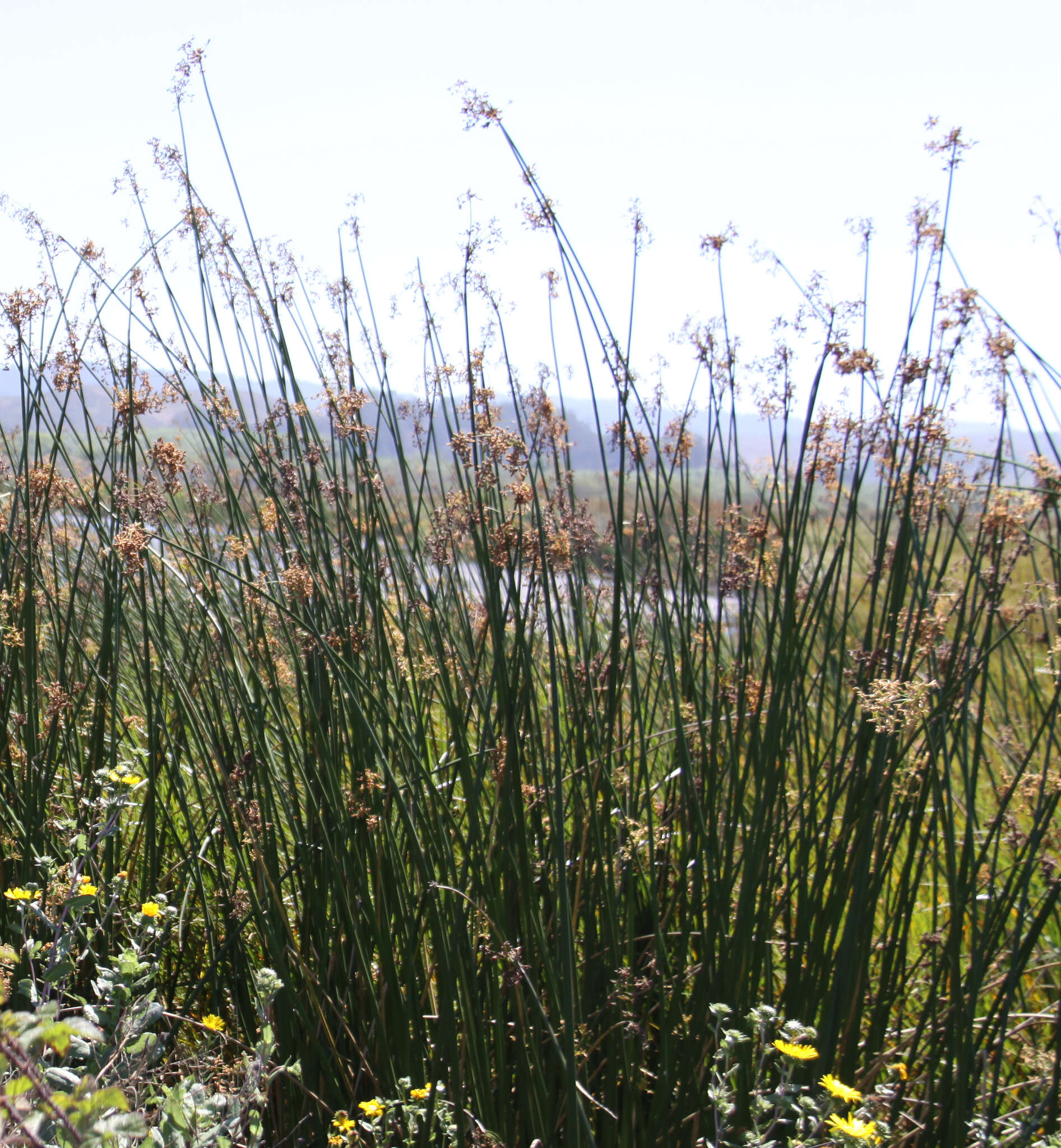 Image of Hardstem bulrush