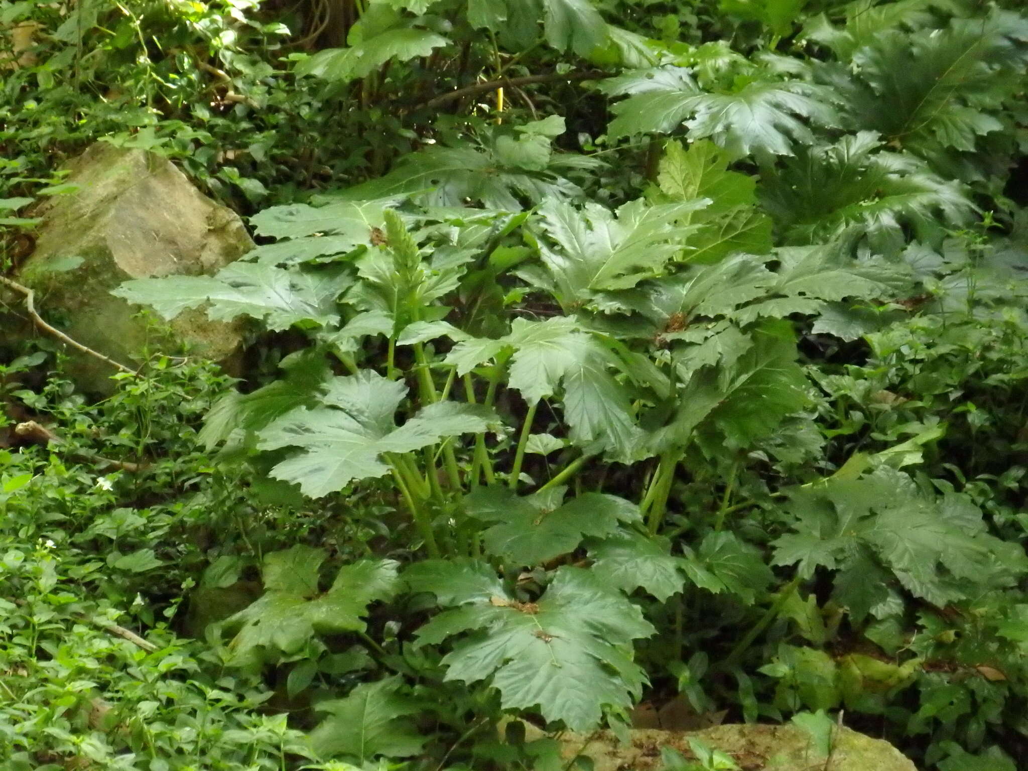 Image of Bear's Breeches