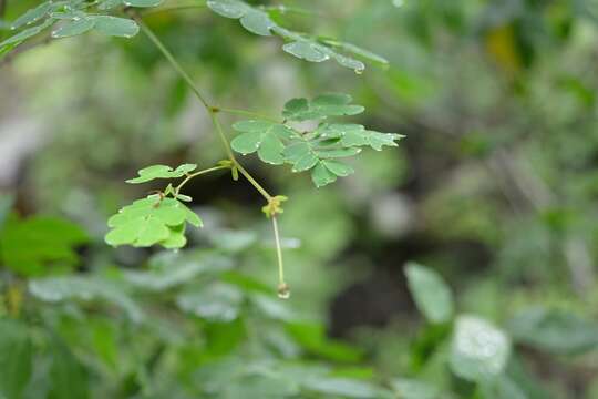 Image de Zapoteca formosa subsp. formosa