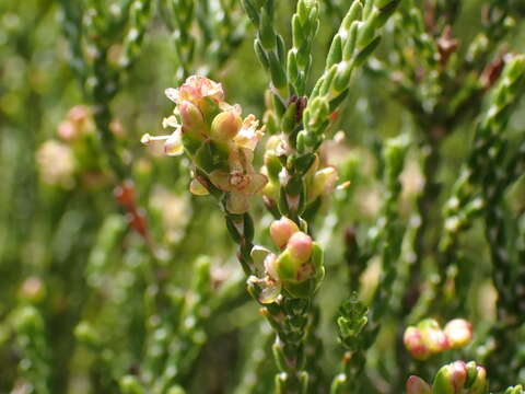 Image of Passerina paleacea Wikstr.