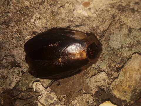 Image of Death's Head Cockroach