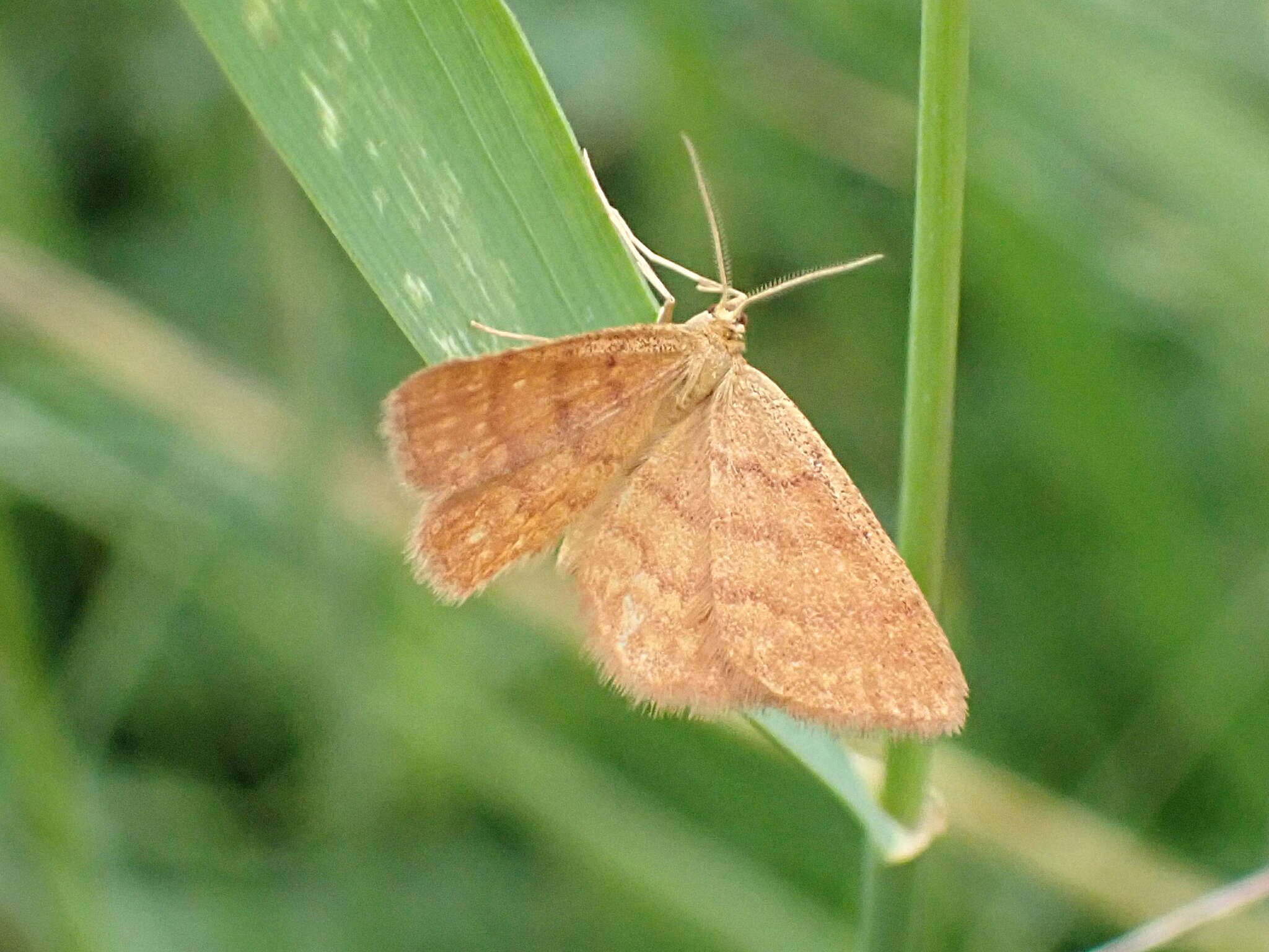 صورة Idaea serpentata Hüfnagel 1767